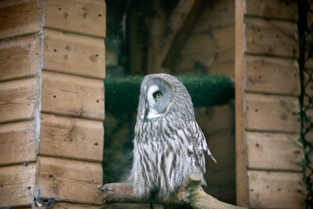 istock A great grey owl perched in an enclosure at a wildlife sanctuary. 1472553682