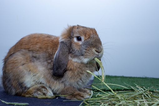Cute bunny rabbit eating grass.