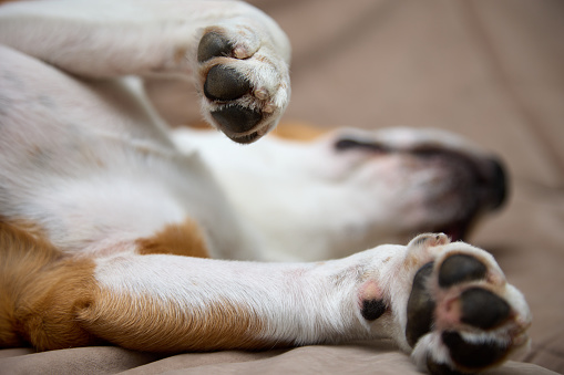 Cute beagle puppy lies on the brown rag of his bed, raised his paws. Paws of a sleeping puppy after a walk