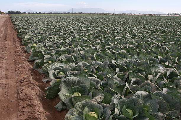 Cabbage Patch Field stock photo