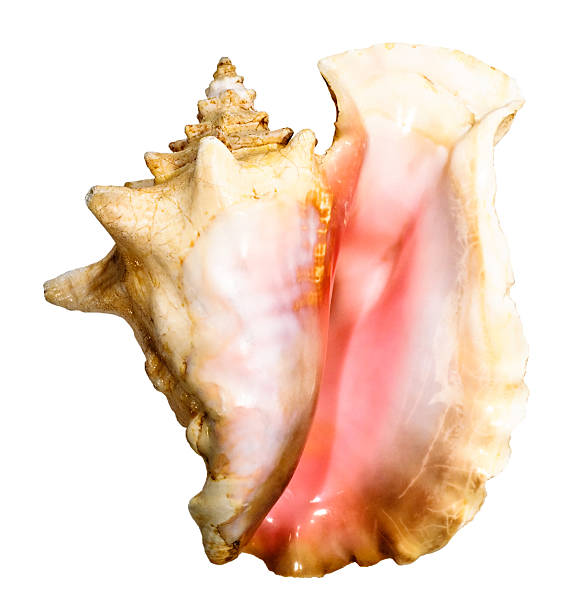 istock Picturesque sea shell isolated 147255460