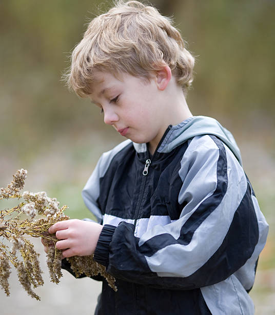 Cute child examining goldenrod plant stock photo