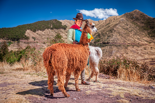 Cute orange lama with black eyes and ears profile on empty grey cement background. Alpaca, farm animal. Long horizontal banner with copy space for text and design.