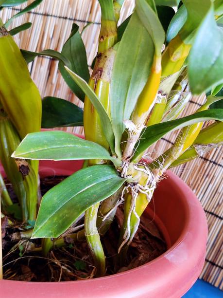 istock Dendrobium Shrysotoxum Lindl. 1472555481
