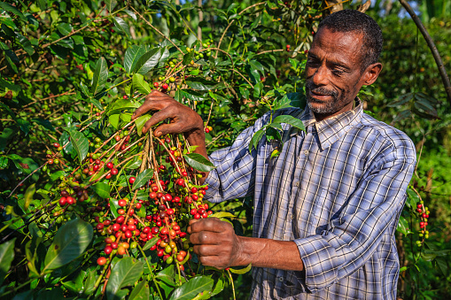 African man collecting coffee berries from a coffee plant, Ethiopia, Africa. There are several species of Coffea - the coffee plant. The finest quality of Coffea being Arabica, which originated in the highlands of Ethiopia. Arabica represents almost 60% of the world’s coffee production..