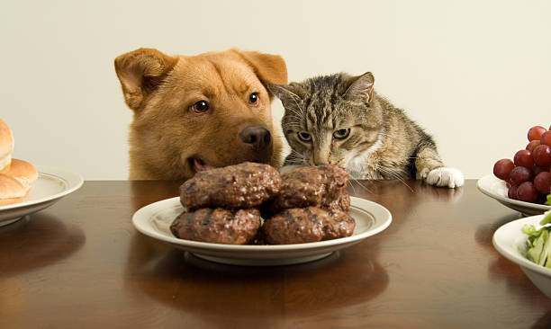 istock Brown dog and tabby cat smelling food at a table 147255670