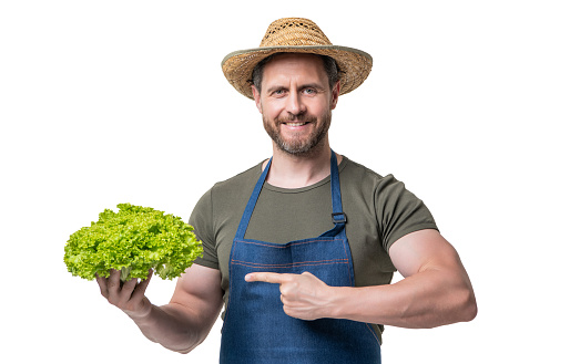 man in apron and hat with lettuce vegetable isolated on white. point finger.