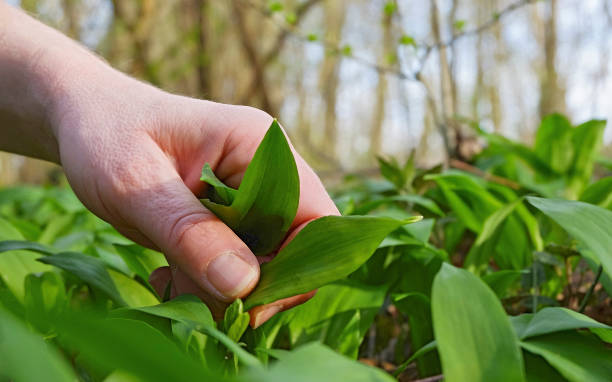 Even picked wild garlic. A culinary delight in spring.