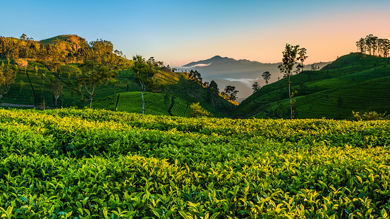 Sunrise over a tea plantation in Central Ceylon (Sri Lanka). Sri Lanka is the world's fourth largest producer of tea and the industry is one of the country's main sources of foreign exchange and a significant source of income for laborers.