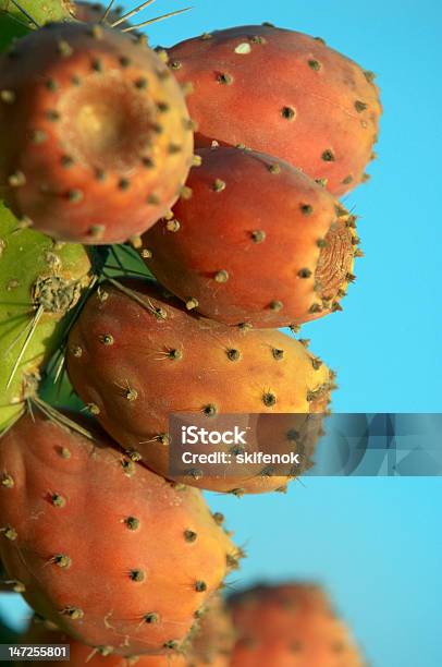 Fruta De Cactus Foto de stock y más banco de imágenes de Afilado - Afilado, Aire libre, Arbusto Tropical