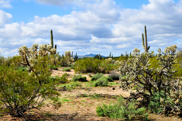 istock Sonora Desert Arizona 1472558792