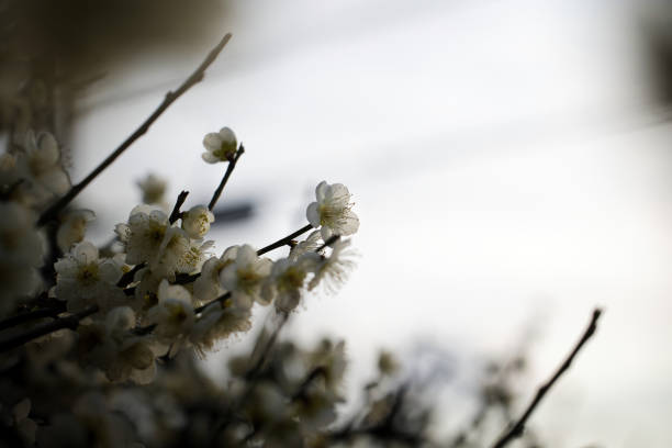 Fluffy and cute white plum blossoms in March