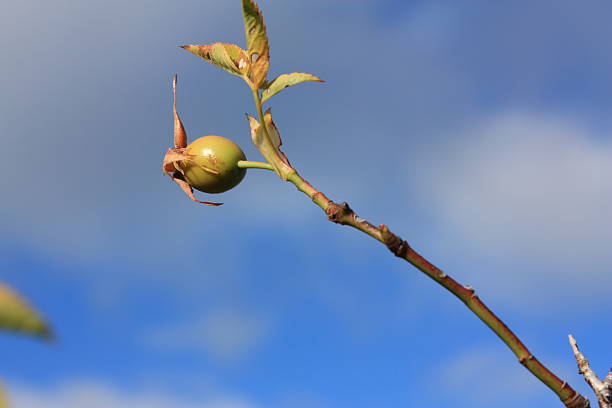 Sweetbriar wild rose(Rosa canina)in sky