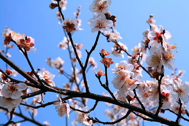 Plum Blossom stock photo