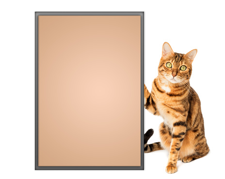 Ginger cat with a poster or banner for your text. Copy space.