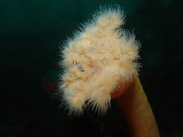 plumose anemone - puget sund stock-fotos und bilder