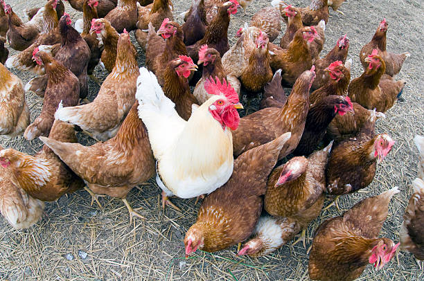 istock Rooster in a chicken coop 147256475