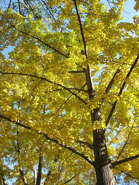 istock beautiful autumn tree with yellow leaves 147256527