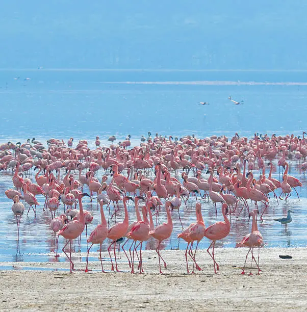 Photo of flocks of flamingos in the sunrise, lake nakuru, kenya