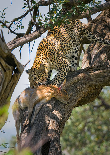 leopard eating impala, masai mara, kenya