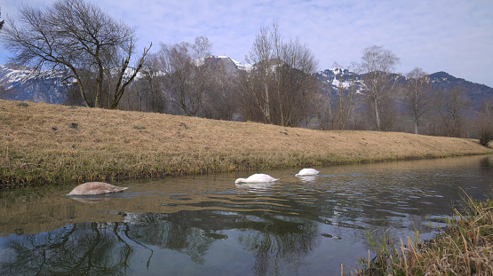 Swan family on the river with head under water with bare trees and mountains covered with snow in background