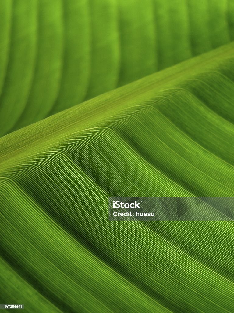 Banane Feuille de palmier vert foncé - Photo de Beauté de la nature libre de droits