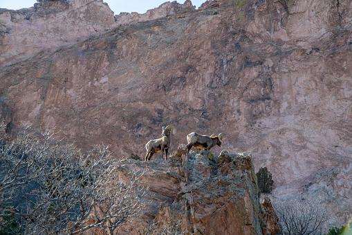 Big Horn ram sheep, near Pikes Peak climbing high on a rock outcrop in the Garden of the Gods with massive sandstone rock formation in background in Colorado Springs, Colorado USA of North America.