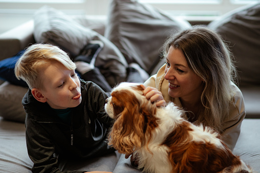 Portrait of excited beauteous middle-aged woman lying on grey sofa, funny teenage boy showing tongue at home, holding dog cavalier king charles spaniel, stroking pet. Pet love, family, relationship.