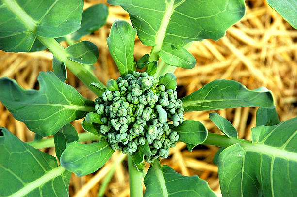 Broccolli Plant stock photo