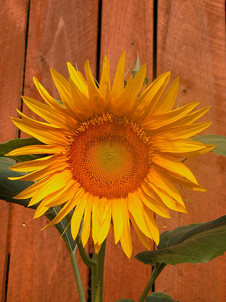 Sunflower against background of weathered barn stock photo