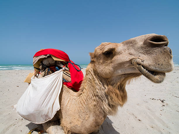 istock Portrait of Camel 1 147256808