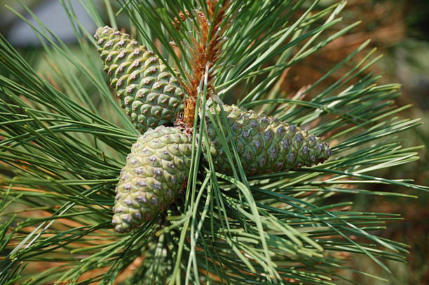 Pine Cones on Evergreen Tree stock photo