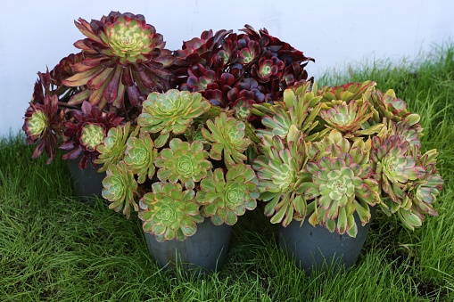 The Latino from Bogotá Colombia between 40 and 49 years old, makes a live while finishing his class on YouTube to his followers in the class of creation and construction of succulent terrariums.