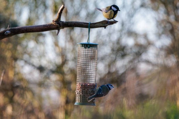 Tits sit at a bird feeder and eat nuts.