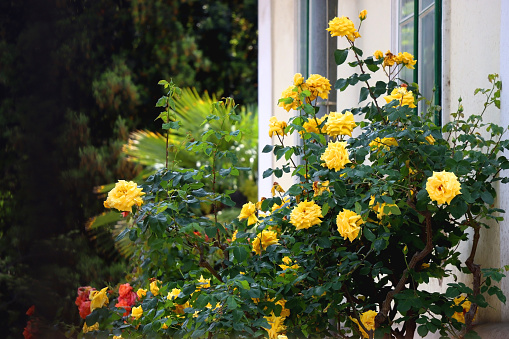 Yellow roses growing by the window. Selective focus.