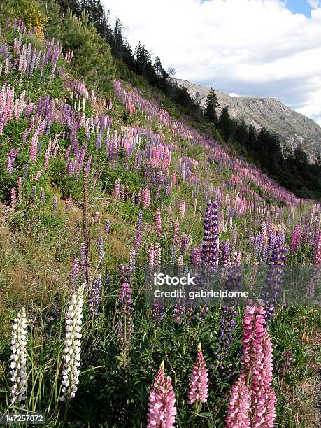 Photo libre de droit de Paysages De Bariloche En Argentine banque d'images et plus d'images libres de droit de Amérique du Sud - Amérique du Sud, Argentine, Bariloche