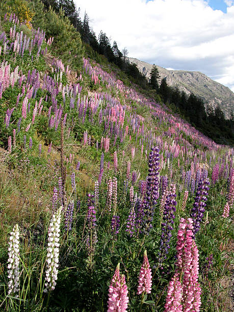 istock Argentina landscapes - Bariloche 147257072