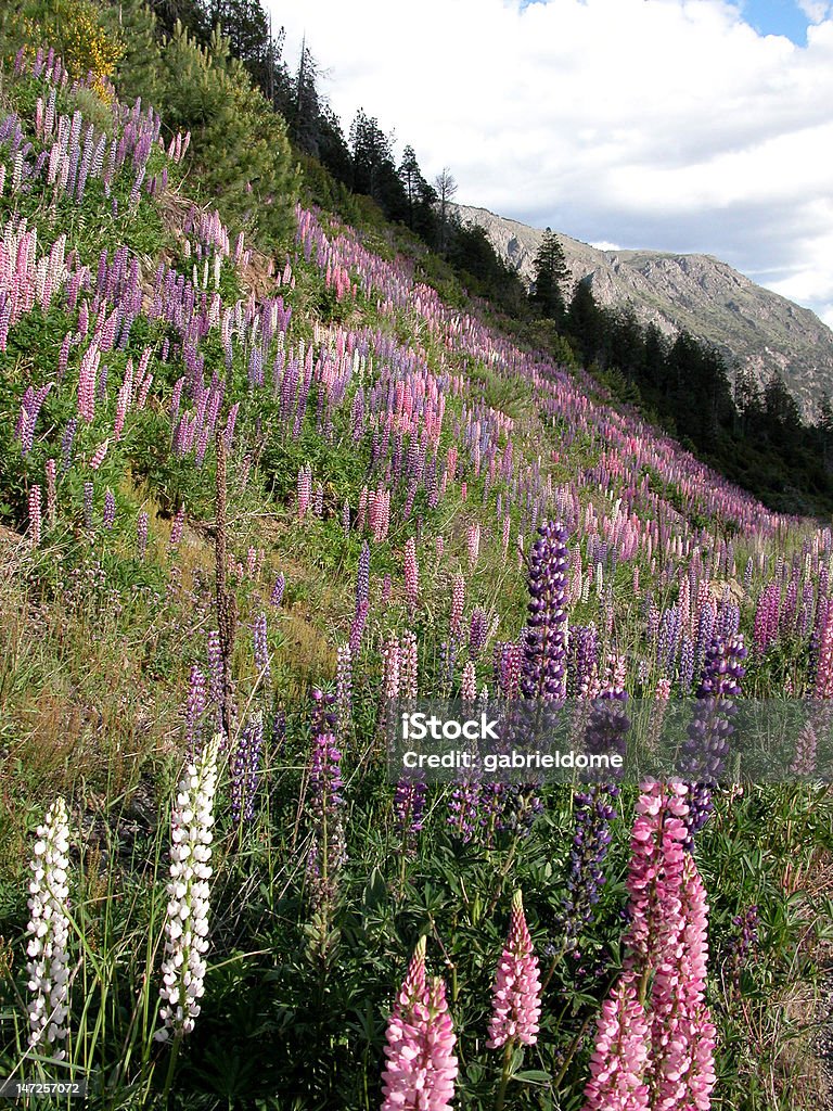 Argentyna krajobrazy-Bariloche - Zbiór zdjęć royalty-free (Ameryka Południowa)
