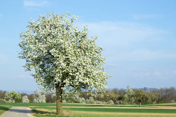 blühende birnbaum - pear tree stock-fotos und bilder