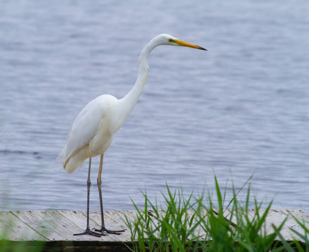 istock Great egret, Ardea alba. A bird stands on a bridge by the river, looking into the water 1472571279