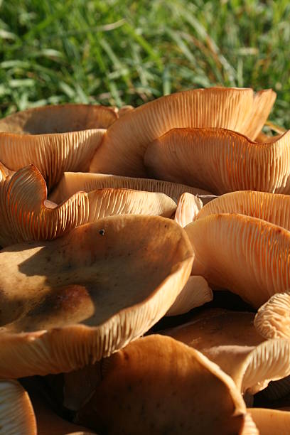 istock Mushrooms in the grass 147257181