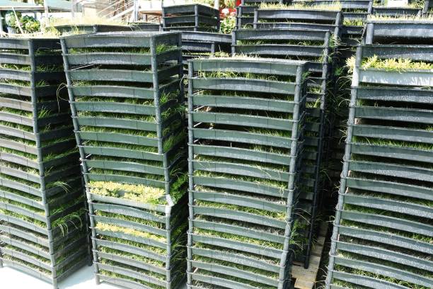 istock Different types of plant for gardening 1472572423