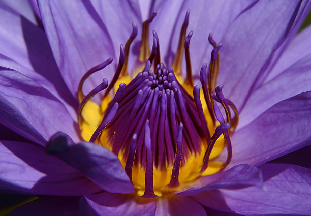Purple Water Lily stock photo