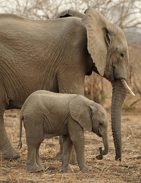 istock Mother and Baby 147257448