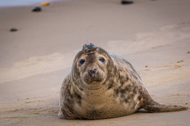 istock A seal with a radio tracker on the beach 1472574551