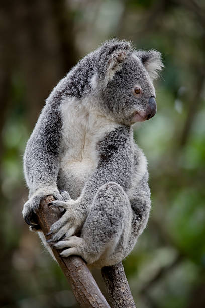 koala - aborigine koala eucalyptus eucalyptus tree foto e immagini stock