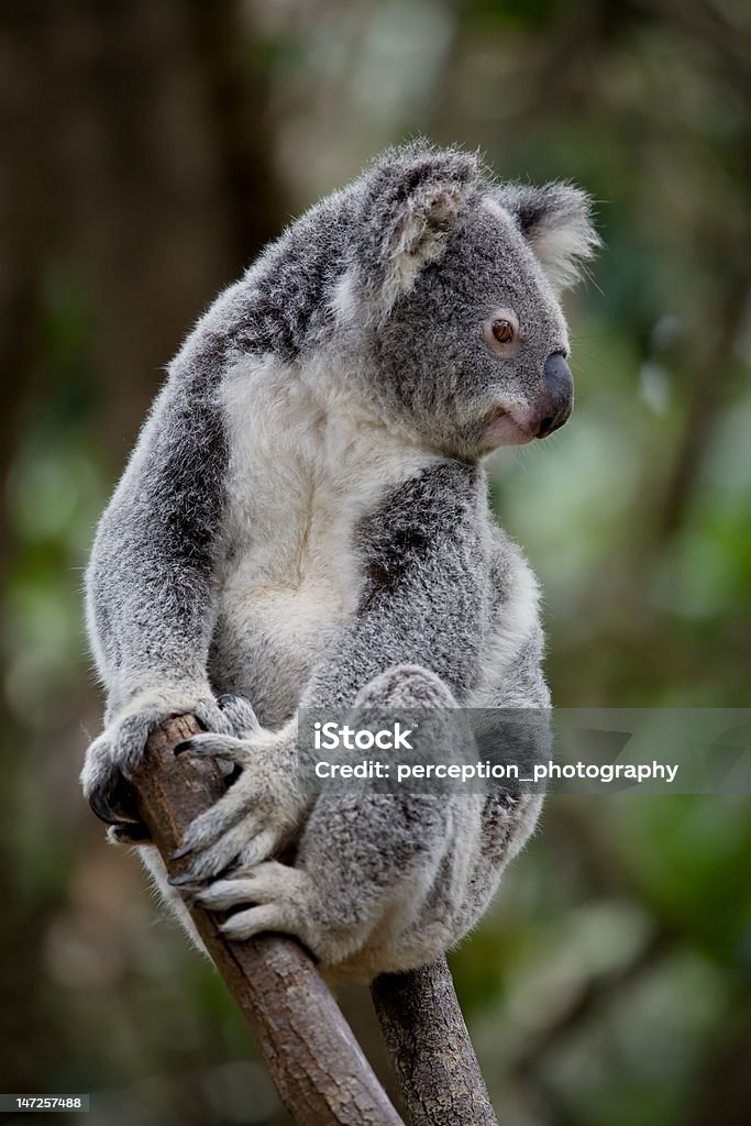 Coala - Foto de stock de Austrália royalty-free