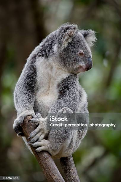 Foto de Coala e mais fotos de stock de Austrália - Austrália, Coala, Animais em Extinção