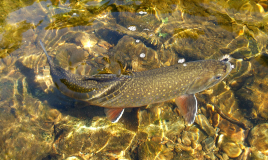 Trout Swimming in Clear Lake Water - Large Rainbow Trout viewed through crystal clear water.