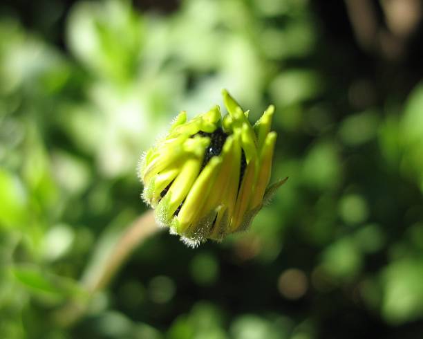 Green Flower Bud (African Daisy) stock photo